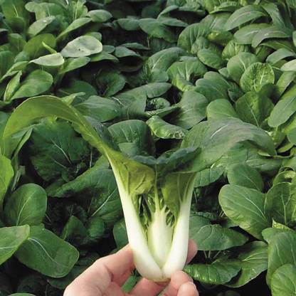 XOLDA Pak Choi/Bok choy Seed
