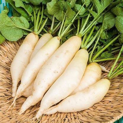 SRI SAI FORESTRY Organic Radish vegetable, Mooli Muli Mula Mulangi vegetable Seed