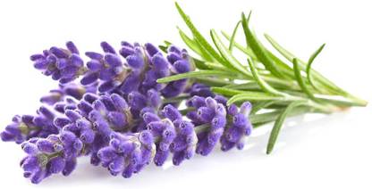 XOLDA Lavender Seed
