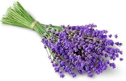 XOLDA Lavender Seed