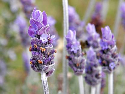 XOLDA Lavender Seed