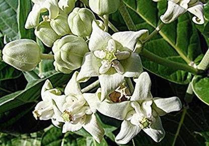 Click to buy Safed Aak Plant