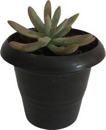 E Shop Garden Pegasus Flora Succulent