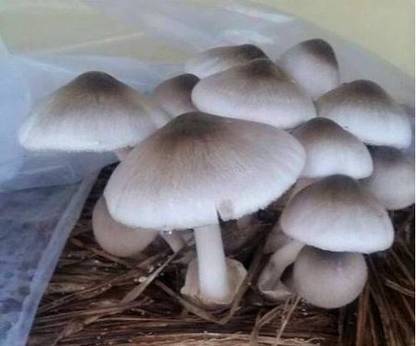 Green Garden Paddy Straw Mushroom Spawn/Seeds, Straw Mushroom Spawn/Seeds Seed