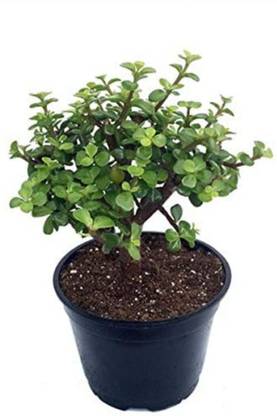 Click to buy Crassula Plant