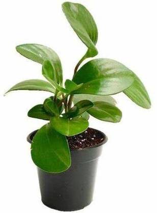 Click to buy Peperomia Plant