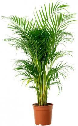 NDS Areca Palm