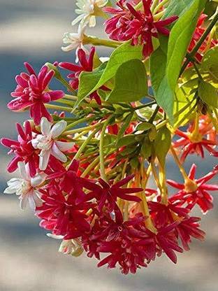 Click to buy Madhumalti/Rangoon Creeper