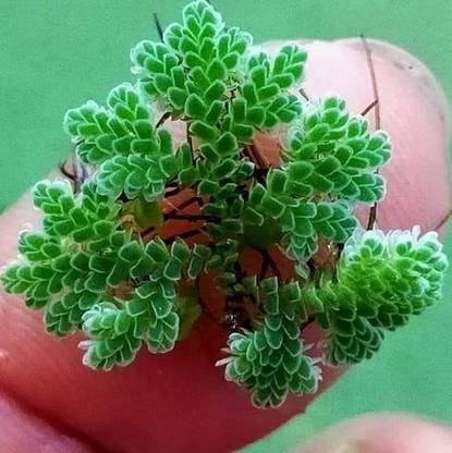 Fastgrow Azolla Seed