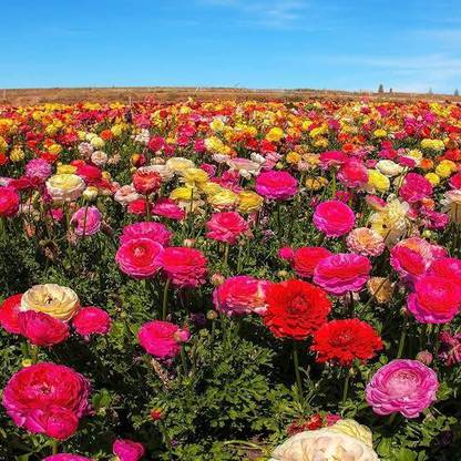 Click to buy Ranunculus Seed