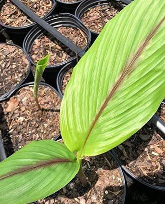 Click to buy Turmeric Plant
