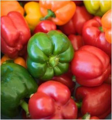 Corofitam CM10 HYBRID MIXED CAPSICUM SEED Seed