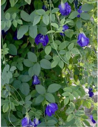 plantsworld Aparajita, Blue Bell Vine, Sankhapushpam Flower Seed