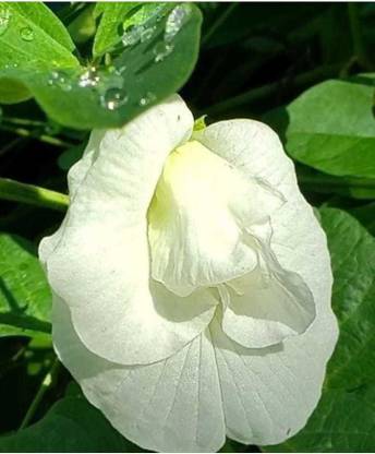 plantsworld Aparajita, Clitoria ternatea, Sankhapuspi, Gokarni Flower Seed