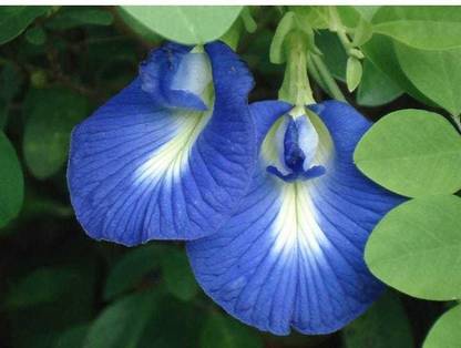 plantsworld Aparajitha, Clitoria ternatea, Shankhapushpam, Butterfly Pea Flower Seed