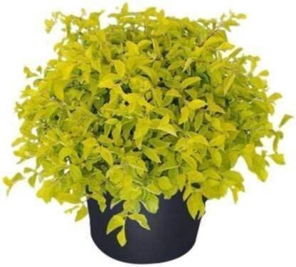 Unique garden Duranta Plant