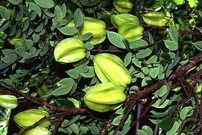 Click to buy Terminalia/Arjuna Plant