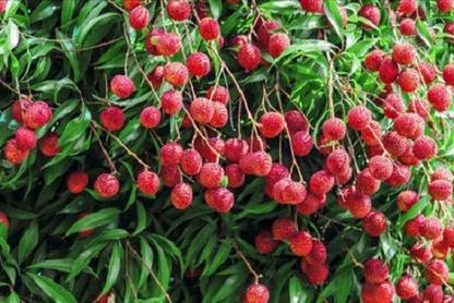 V Seed Kasba Litchi Seed Seed