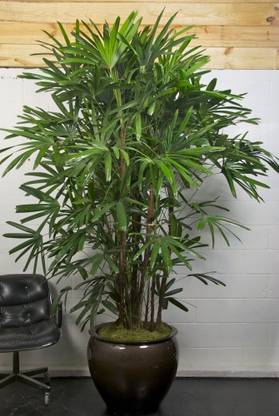 Green Era Raphis Palm Plant