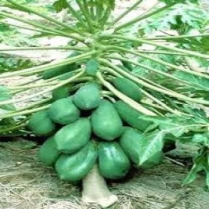 gogeen Papaya Seed