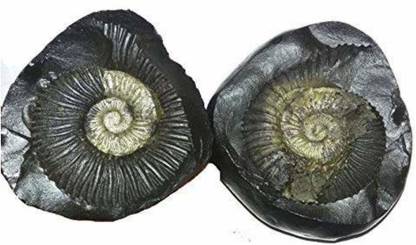 Pandit NM Shrimali Natural Black Shaligram Shila Saligram Maha Vishnu Chakra from Gandaki River Decorative Showpiece  -  5 cm
