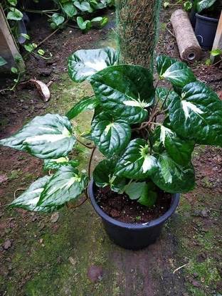 Click to buy Betel Leaf Plant