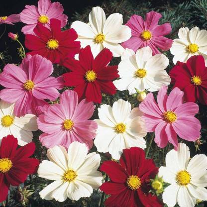 Green Tree Cosmos Seed