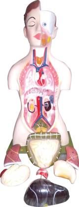 PANDAS Human Torso Practice Model For School 76 c.m height Art Clay
