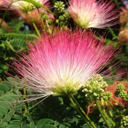 Green World RAIN TREE / SAMANEA SAMAN / MONKEY POD TREE SEEDS FOR FARMING , GARDENING & BONSAI GARDENING Seed