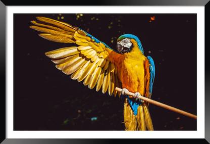 DBrush Parrot Bird Nature Painting Photo Framed for living room Office Synthetic wood Digital Reprint 18 inch x 12 inch Painting