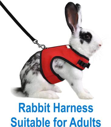 S.Blaze Rabbit Harness & Leash