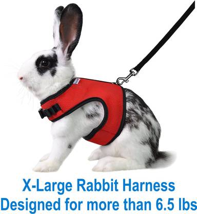 BODY BUILDING Rabbit Harness & Leash