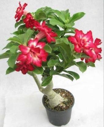 ROYAL NURSERY Adenium Plant
