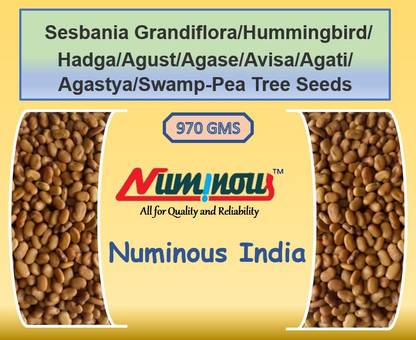 Numinous Sesbania Grandiflora, Hummingbird, Hadga, Agust, Avisa, Agase, Agati, Agastya, Swamp-Pea Tree, Agathi Seed