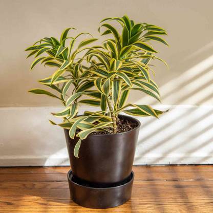 Cloud Farm Song Of India Plant