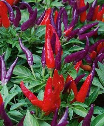 V Seed Aurora Ornamental Chilli Seed Seed