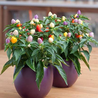 V Seed Masquerade Ornamental Chilli Seed Seed