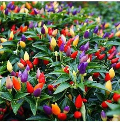 V Seed Dwarf Medusa Ornamental Chilli Seed Seed