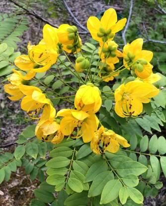 Green World CASSIA SPECTABILIS SEEDS Seed