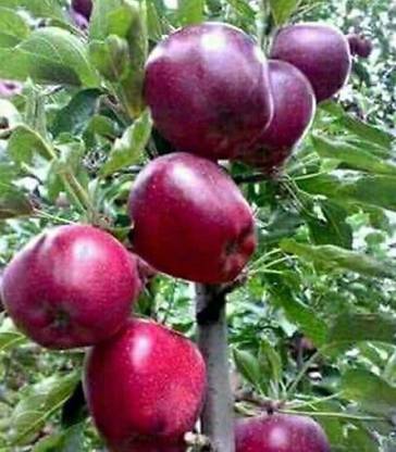ROYAL NURSERY Custard Apple Plant
