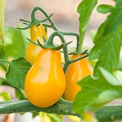 Paudha Tomato Yellow Grape Seed