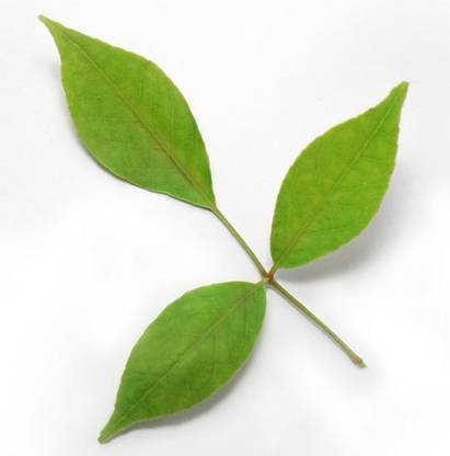 JaiBabaBhimsen Bel Patra is a Leaf of Bel 50p