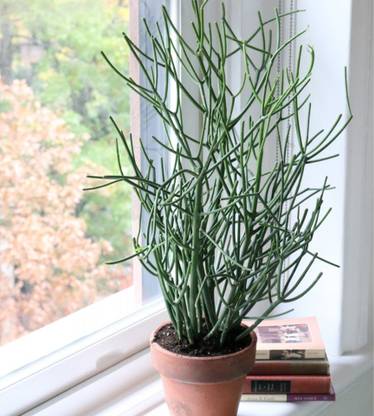 go4plants Pencil Cactus Plant