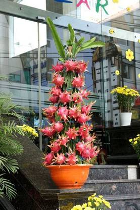 Megha Fish Farming Dragon Tree