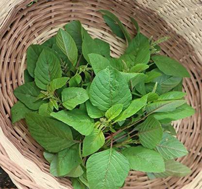 KANAYA Amaranth Seeds (Green Saag) Cholai Seed