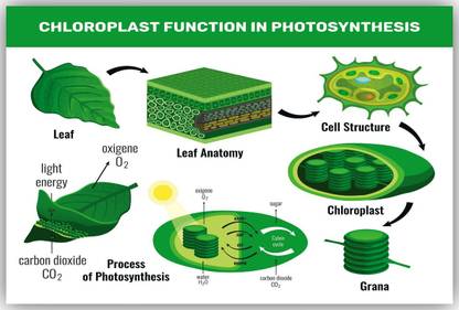 choloroplast function in photosynthesis posters for students Fine Art Print