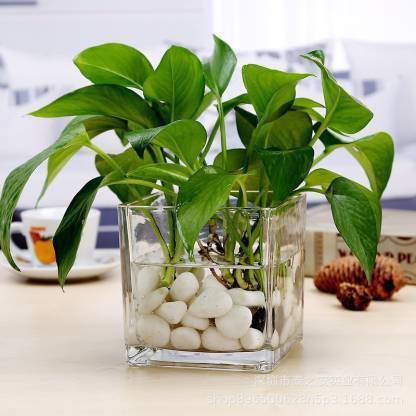 SATECOM Square Glass Pot with cocopeat and white pebbles Plant Container Plant Container Set