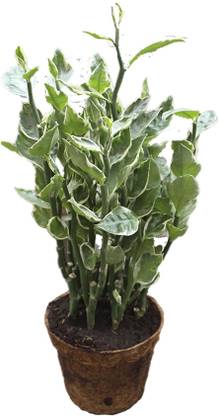 go4plants Pedilanthus Plant