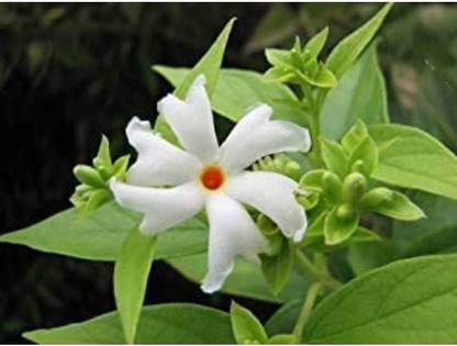 Pioneer Natural Jasmine, Raat Ki Rani Seed
