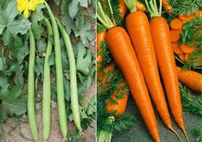 Antier Sponge Gourd White Long and Carrot Improved Shin Kuroda Seed (Pack of 15 Seed Sponge Gourd White Long + 15 Seed Carrot Improved Shin Kuroda)Seed Seed